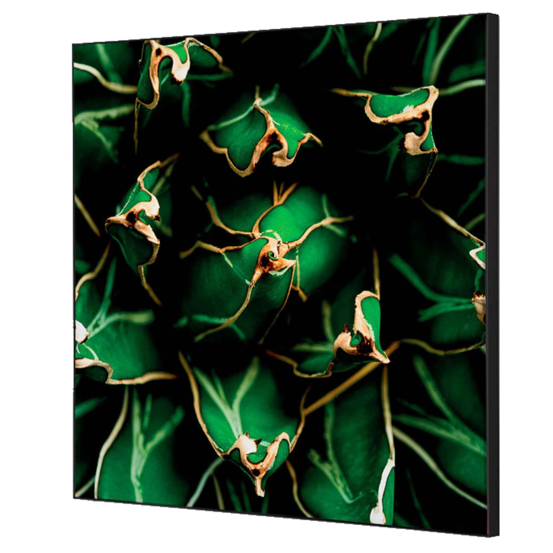 Showdown® Displays Dekobild 40 x 40 cm (B x H) Kaktus – Produktbild 7