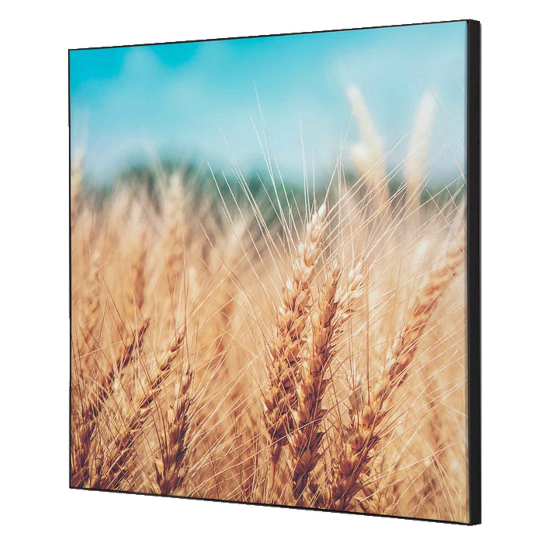 Showdown® Displays Dekobild 40 x 40 cm (B x H) Getreidefeld – Produktbild 2