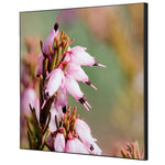 Showdown® Displays Dekobild 40 x 40 cm (B x H) Pinke Blume Erica – Produktbild 2