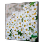 Showdown® Displays Dekobild 40 x 40 cm (B x H) Weiße Blume Spirea