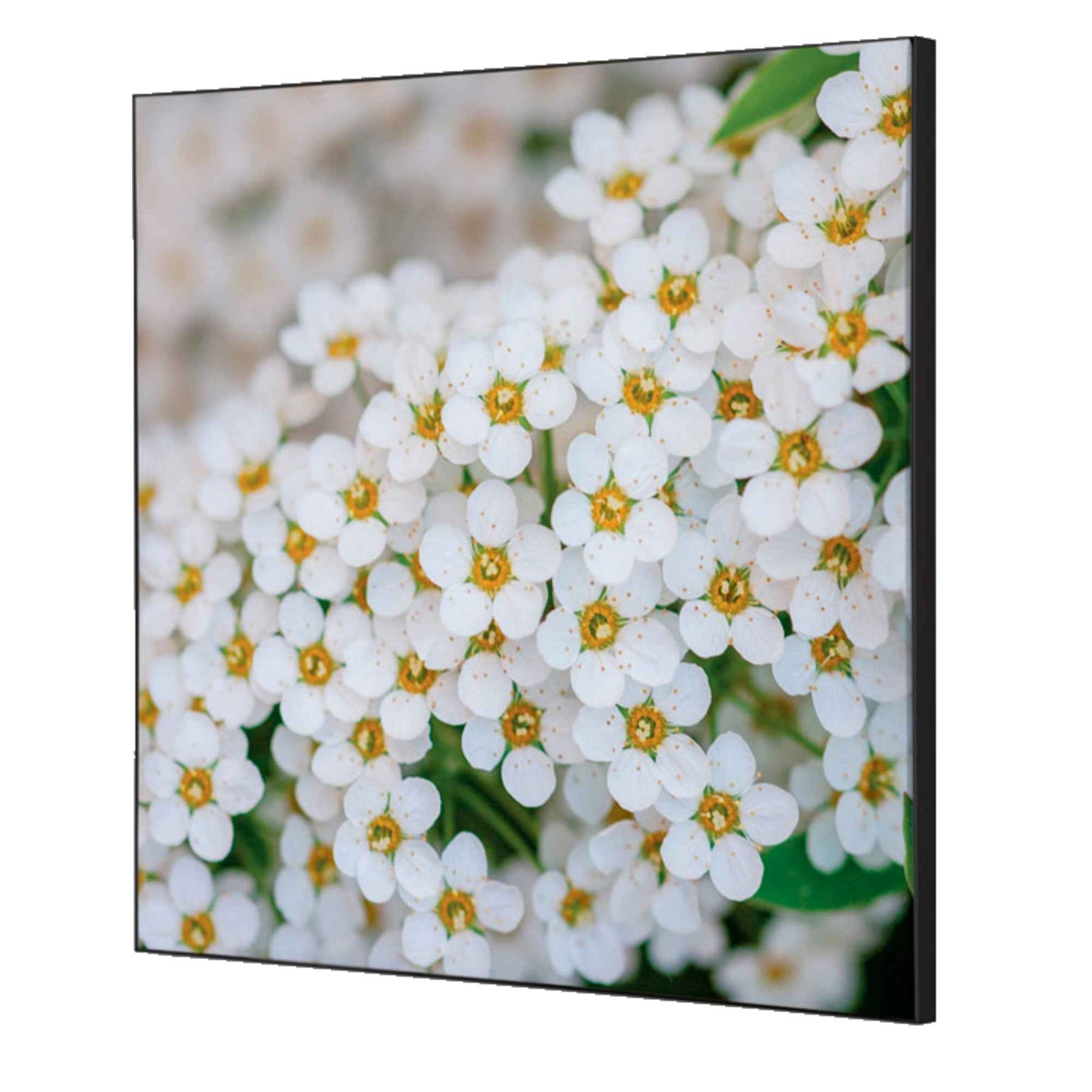 Showdown® Displays Dekobild 40 x 40 cm (B x H) Weiße Blume Spirea