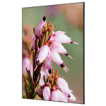 Showdown® Displays Dekobild 84,1 x 59,4 cm (B x H) Pinke Blume Erica – Produktbild 2