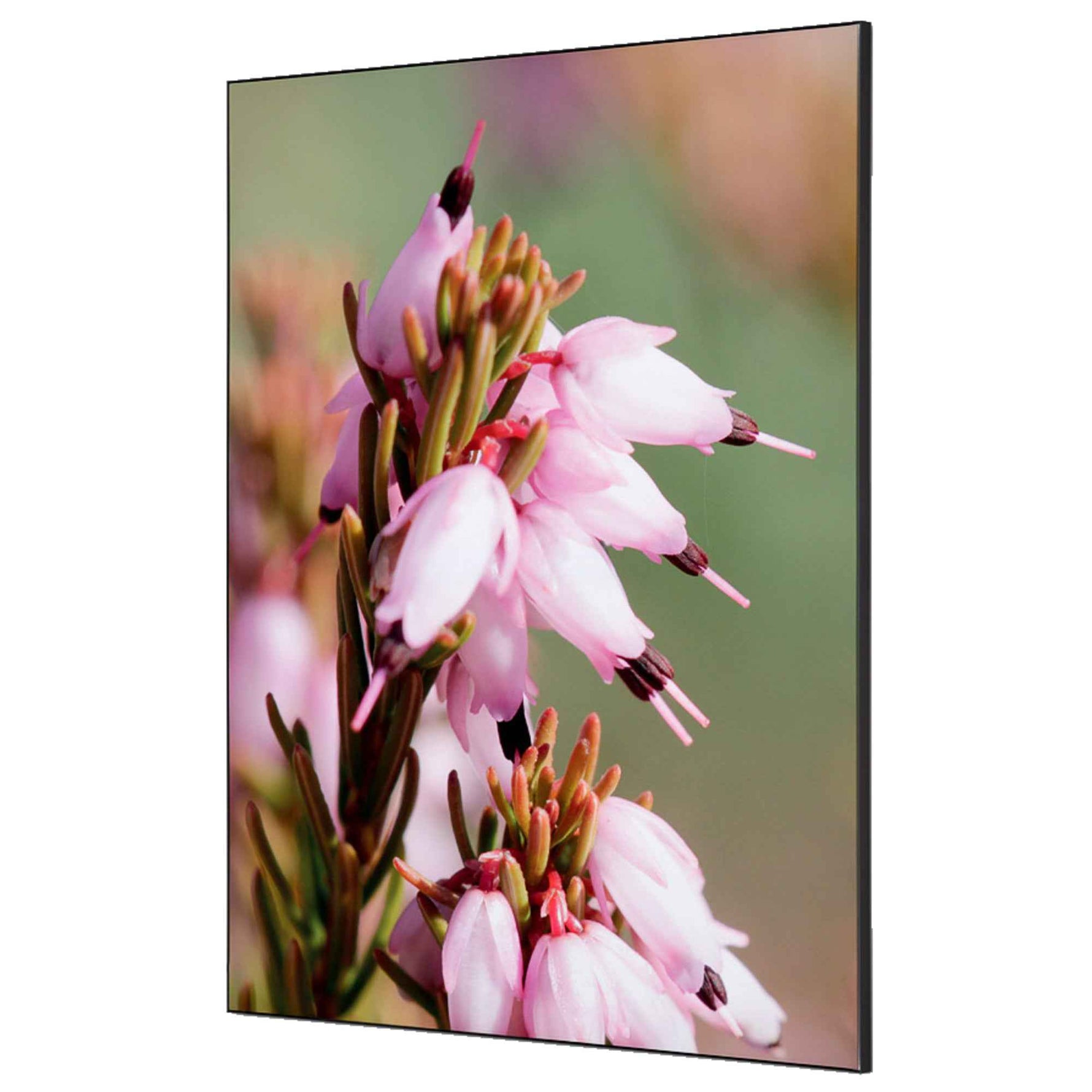 Showdown® Displays Dekobild 84,1 x 59,4 cm (B x H) Pinke Blume Erica – Produktbild 2