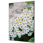 Showdown® Displays Dekobild 84,1 x 59,4 cm (B x H) Weiße Blume Spirea – Produktbild 2