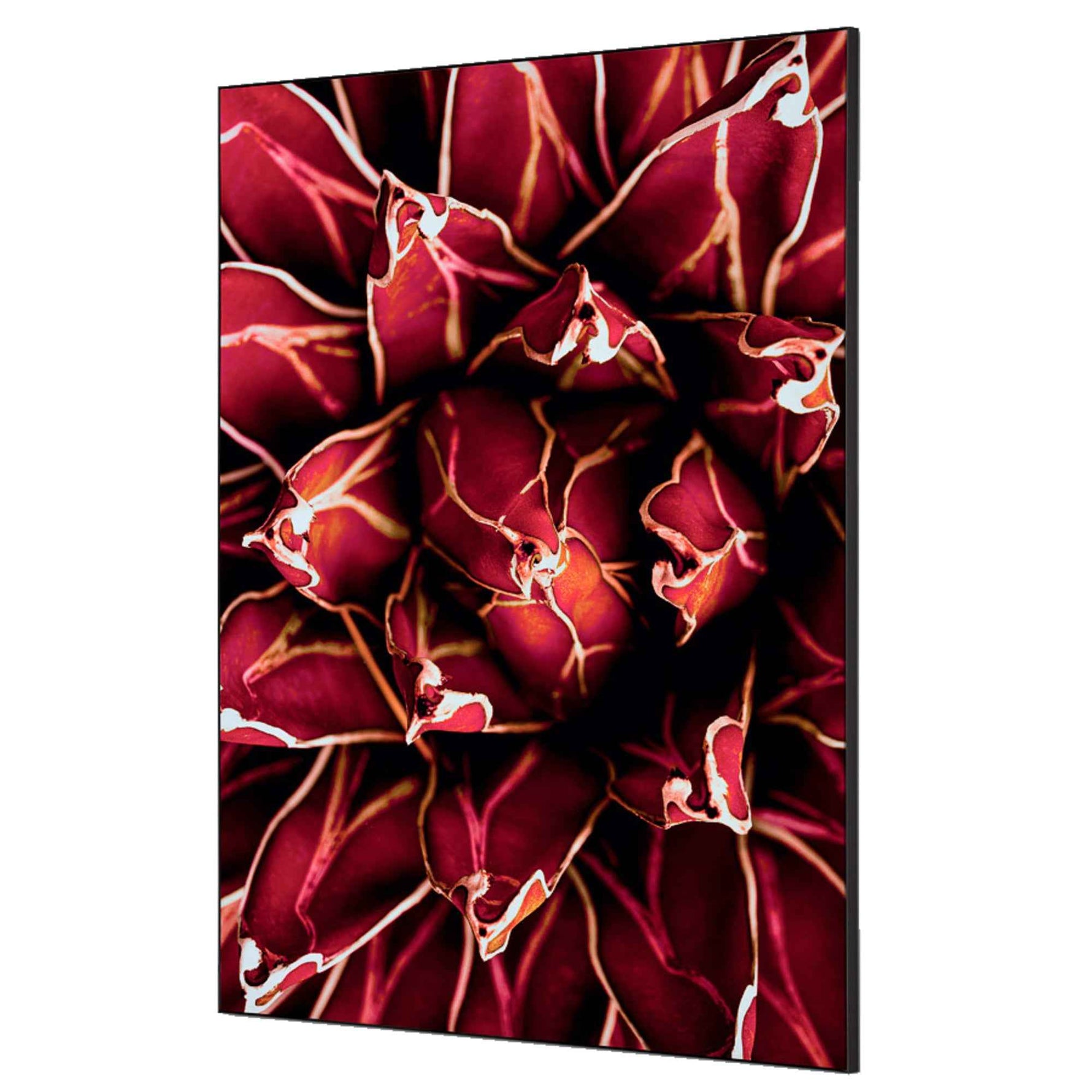 Showdown® Displays Dekobild 84,1 x 59,4 cm (B x H) Kaktus