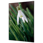 Showdown® Displays Dekobild 84,1 x 59,4 cm (B x H) Weiße Blume Schneeglöckchen