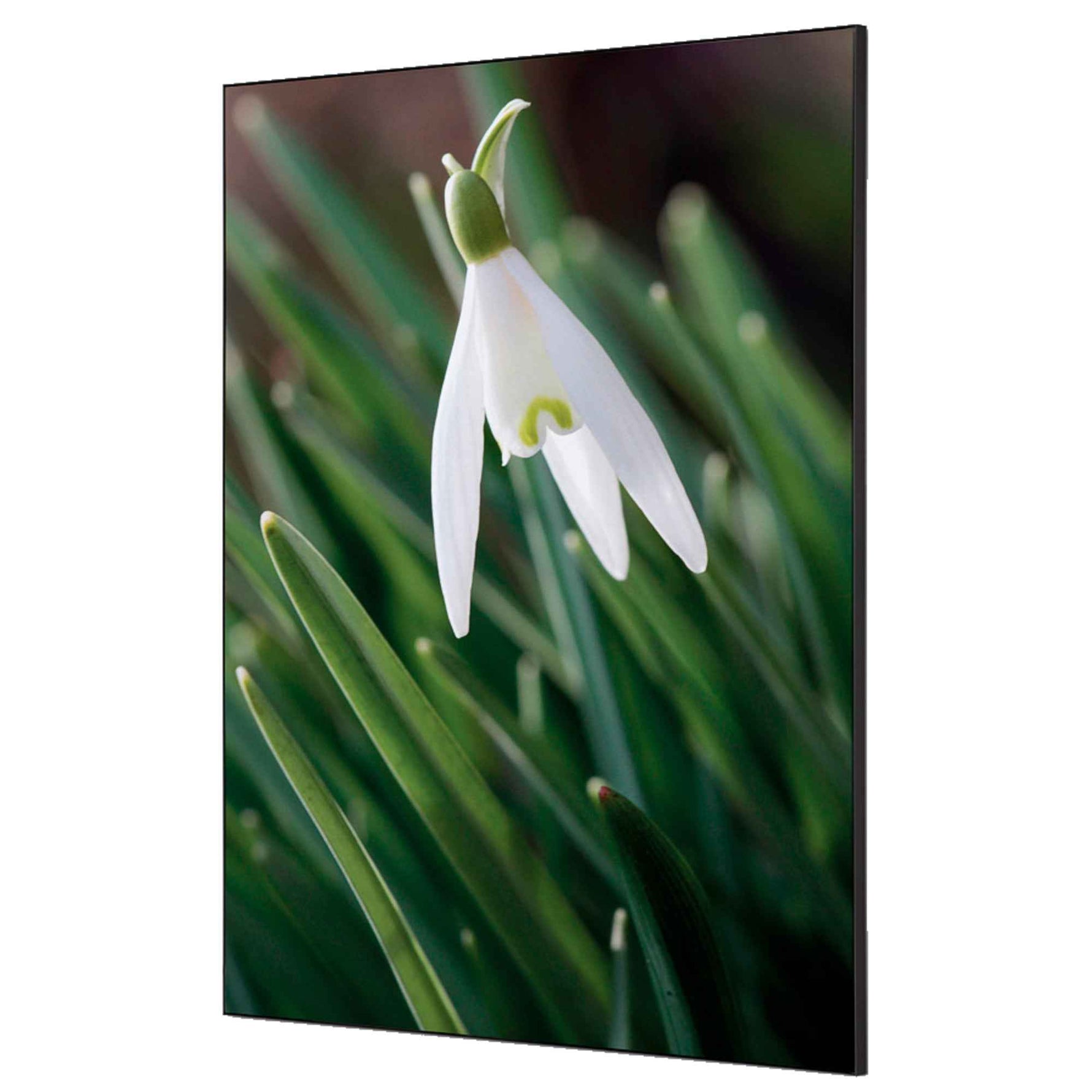 Showdown® Displays Dekobild 84,1 x 59,4 cm (B x H) Weiße Blume Schneeglöckchen