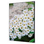 Showdown® Displays Dekobild 42 x 59,4 cm (B x H) Weiße Blume Spirea