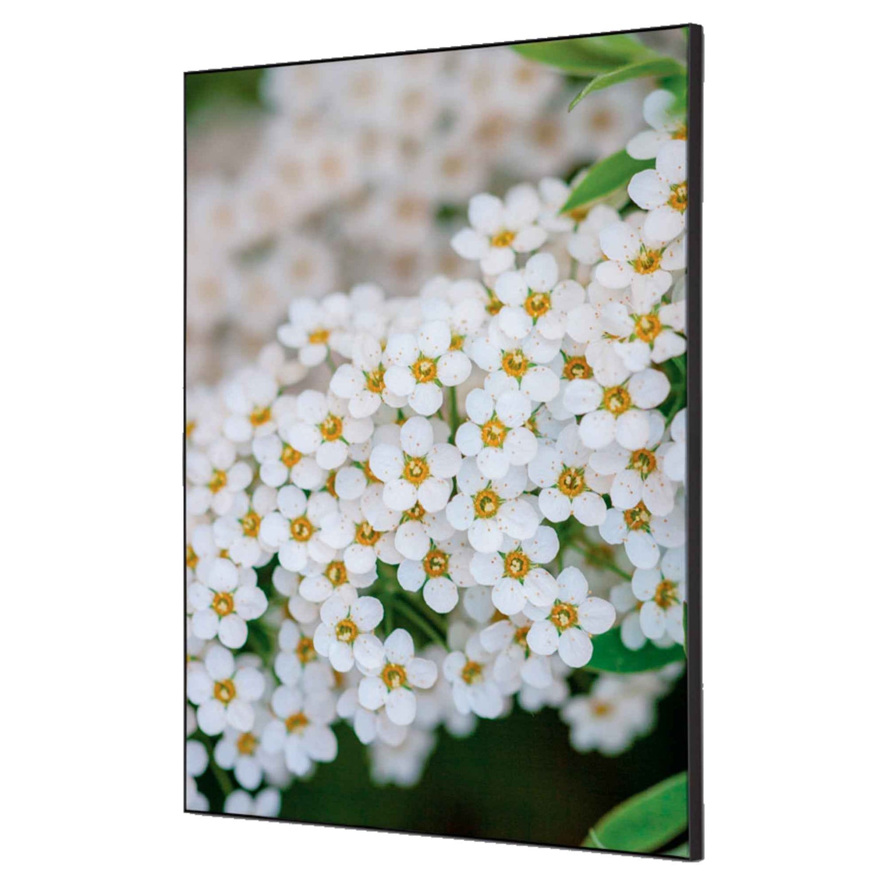 Showdown® Displays Dekobild 42 x 59,4 cm (B x H) Weiße Blume Spirea