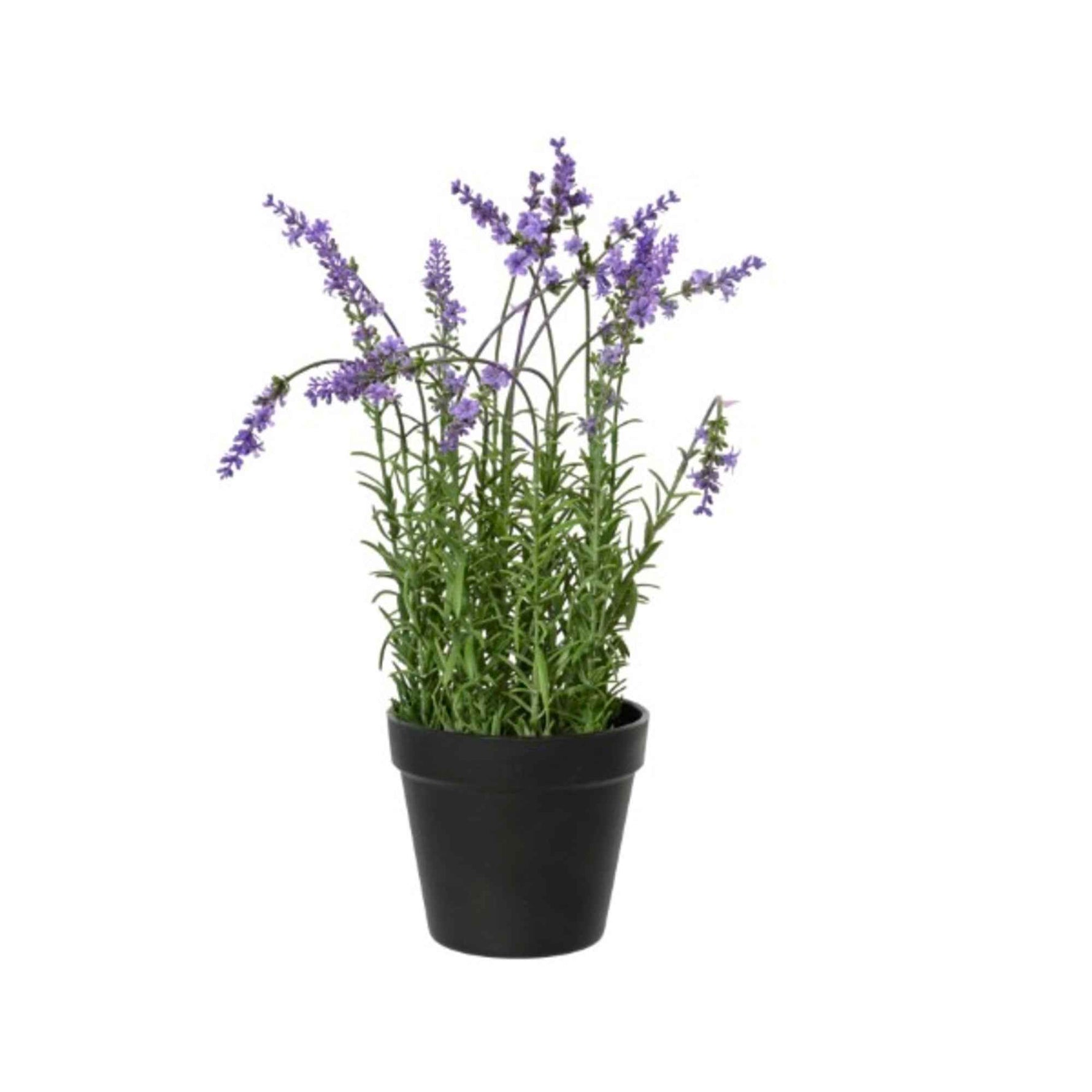 DECORIS Kunstpflanze Lavendel